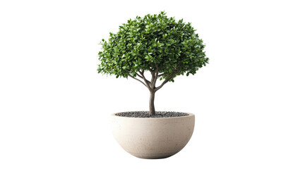 Tree growing in pot for indoor decor Transparent background, PNG