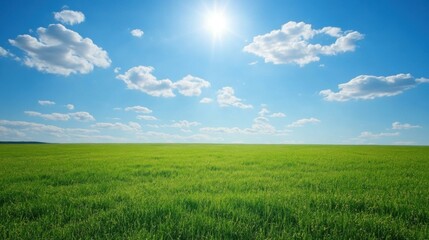 Fototapeta premium Sunny Green Field Landscape