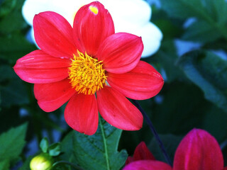 red blooming dahlia in the garden