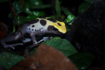 Dendrobates tinctorius 'Patricia' closeup isolated on black background, Poison dartfrog Dendrobates tinctorius Patricia closeup