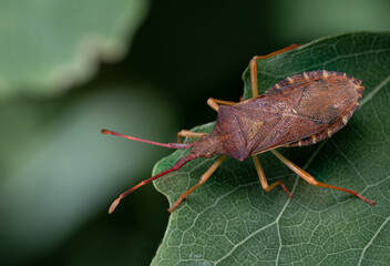 Brown Bug on a Green Leaf in Nature