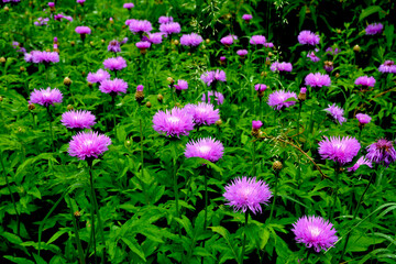 Bunch of pink flowers of Centaurea dealbata in mid May