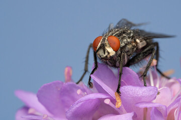 Fly Perched on Purple Flower With Blue Background
