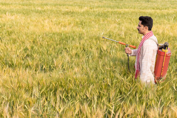 Indian farmer spraying fertilizer in his wheat field
