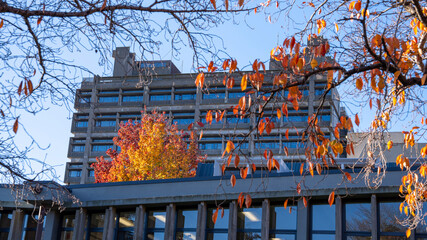 Univeristy of Canterbury, Autumn, Christchurch, New Zealand