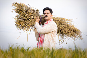 Farmer carrying bunch of wheat crop on his shoulder at agricultural field 