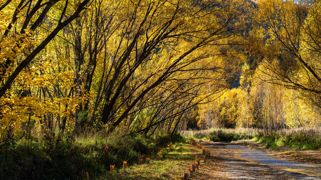 Autumn, Arrowtown, New Zealand