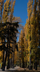 Autumn, Lake Wanaka, New Zealand