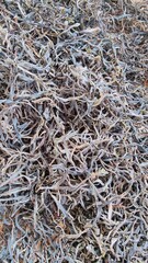 Dry tea leaves, health drinks, tea, dried tea, black tea, green tea leaves, organic tea in lao