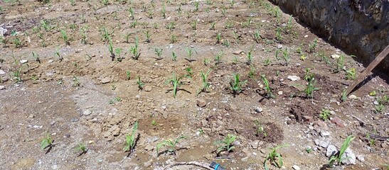 Young Corn Seedlings Growing in Indonesian Farm Field