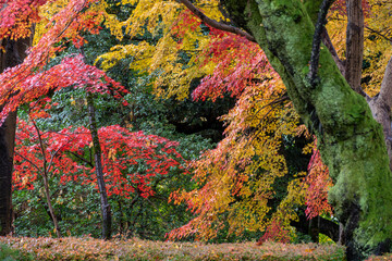 高岡古城公園の秋