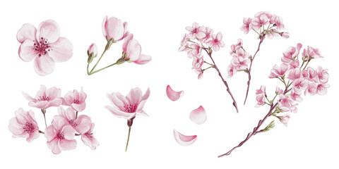 Set of pink sakura flowers. Cherry blossom. Buds and petals on branches. Spring mood. Watercolor illustration without background. Hand drawing.