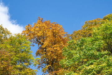 晴れた日の秋の有峰の森