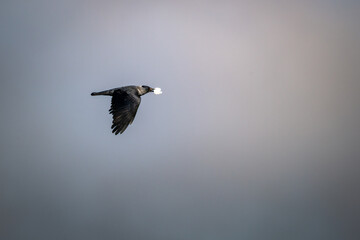 A Crow in Flight Carrying a rock Against Soft Gradient Sky – Wildlife Photography