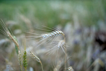 Wheat spikelets at farm field, close up.