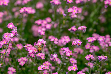Honeybee Pollinating Pink Wildflowers in Vibrant Meadow – Detailed Macro Nature Scene
