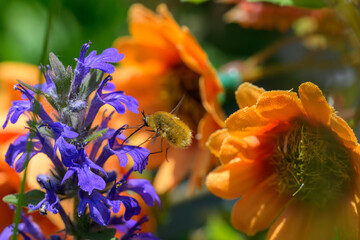 Yellow Bee Hovering Near Vibrant Blue Wildflower – Detailed Macro Pollination Photography