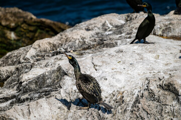 Cormorants Resting on Sunlit Rocky Shore – Coastal Wildlife Scene with Natural Habitat