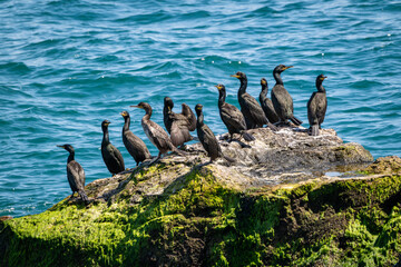 Group of Cormorants Perched on Mossy Coastal Rock by Vibrant Blue Ocean – Wildlife Nature Scene