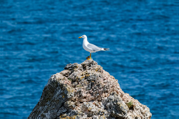 Seagull Perched on Rocky Coastal Peak Over Turquoise Ocean – Vibrant Wildlife and Nature Scene