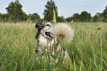 A dog is walking in a field.
A field is full of new smells and sounds for a dog.
