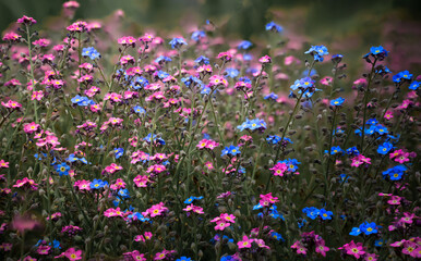 Field of Vibrant Pink and Blue Wildflowers in Bloom – Colorful Meadow Floral Landscape
