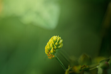 Yellow Wildflower Bud Emerging in Soft Green Bokeh Light, Macro Nature Photography
