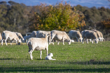 White sheep with lamb in rural South Australia with cattle in background