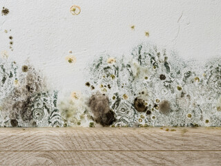 Mould and fungus growth on white wall