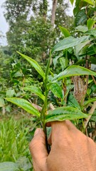 Hand picking fresh green tea leaves from a bush at a plantation. a gardener harvesting young tea shoots in a lush tea garden. Fresh organic tea leaves being inspected on a tea estate.