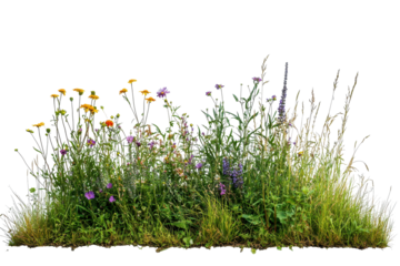 Vibrant patch of wildflowers and native grasses flourishing along a natural landscape
