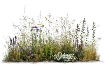 Vibrant patch of wildflowers and native grasses thriving in natural habitat with sunlight illuminating their colors