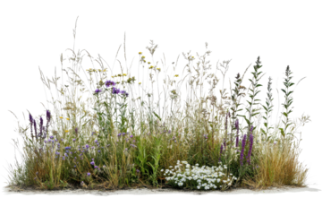 Vibrant patch of wildflowers and native grasses thriving in natural habitat with sunlight illuminating their colors