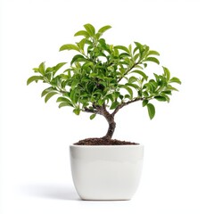 Obraz premium Lush Green Bonsai Tree in White Pot Against White Background