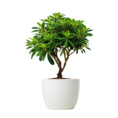 Obraz premium Lush Green Bonsai Tree in White Pot Against White Background