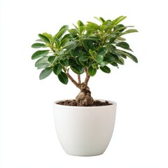 Obraz premium Lush Green Miniature Bonsai Tree in a White Pot