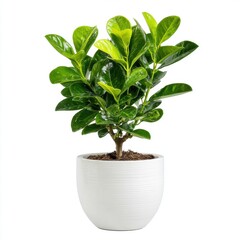 Fototapeta premium Lush Green Plant in White Textured Pot