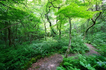 refreshing spring forest and fine path