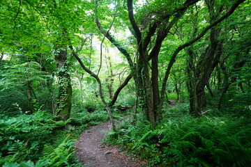 fine spring path through old trees