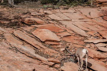 The bighorn sheep (Ovis canadensis) is a species of sheep native to North America. Zion National...