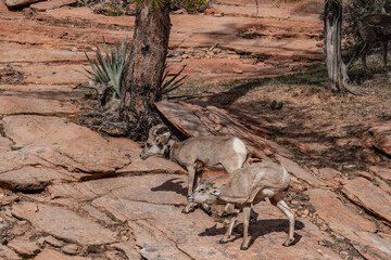 The bighorn sheep (Ovis canadensis) is a species of sheep native to North America. Zion National...