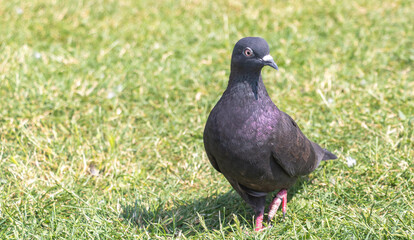 A dark gray pigeon with purple underwing feathers, standing on lush green grass in an open field. The dove is looking to the right and has its head tilted slightly upwards towards the sky.