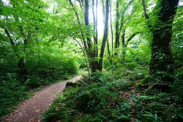 Obraz premium spring path through mossy rocks and old trees