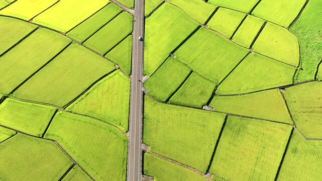 Aerial view of Beautiful rice fields and road, Taiwan