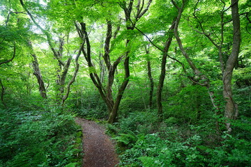 refreshing spring forest and fine path