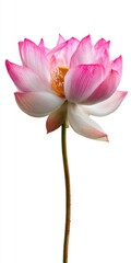 Fototapeta premium Pink and White Lotus Flower with Water Droplets on White Background