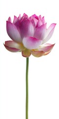Pink and White Speckled Lotus Flower on Green Stem Against White Background
