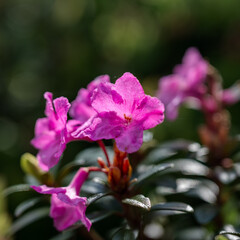 pink and purple flowers
