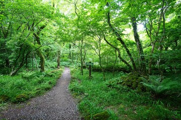 spring path through mossy rocks and old trees
