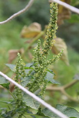 Amaranthus viridis, pigweed or the Slender Amaranth plants, its flowers and seeds 